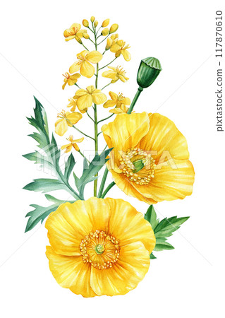 Yellow Flowers, branch leaves, buds watercolor illustration, floral clipart arrangements, wedding design. Rapeseed poppy Yellow Flowers, branch leaves, buds watercolor illustration, floral clipart arrangements, wedding design. Rapeseed poppy 117870610