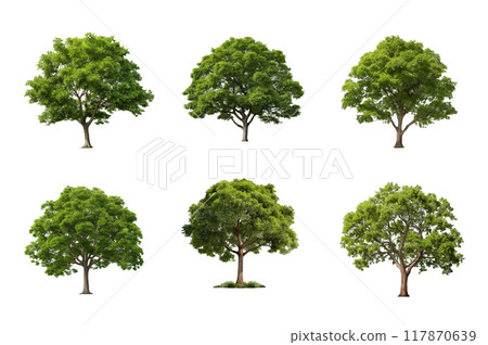 Tree Collection Bundle Set Isolated on a Transparent Background Tree Collection Bundle Set Isolated on a Transparent Background 117870639