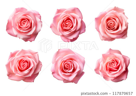 Pink Rose Collection Bundle Set Isolated on a Transparent Background 117870657