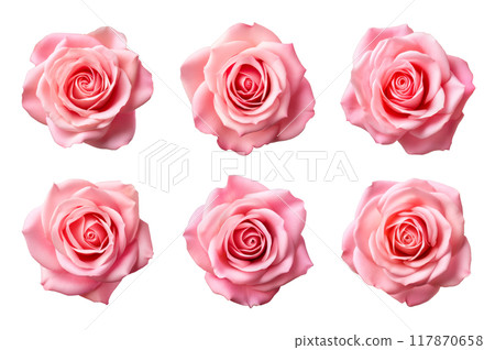 Pink Rose Collection Bundle Set Isolated on a Transparent Background 117870658
