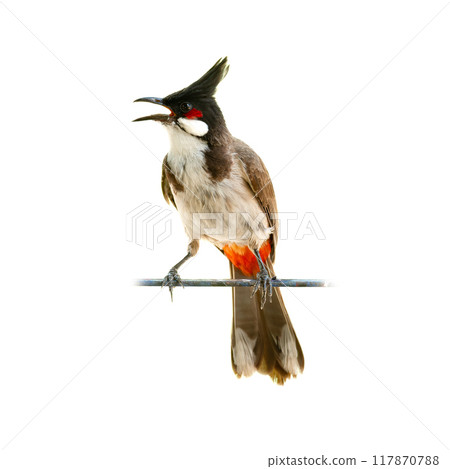 Red whiskered Bulbul perching on a perch looking into a distance Red whiskered Bulbul perching on a perch looking into a distance 117870788