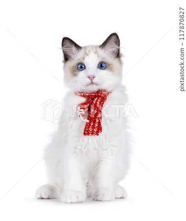 Ragdoll cat kitten on white background 117870827