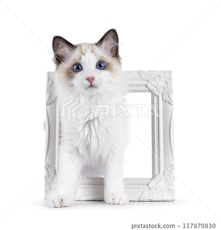 Ragdoll cat kitten on white background Ragdoll cat kitten on white background 117870830