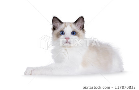 Ragdoll cat kitten on white background 117870832