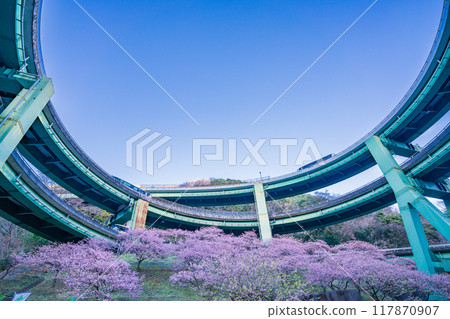 [Shizuoka Prefecture] Kawazu cherry blossoms in bloom, Kawazu Nanataki Loop Bridge, evening view 117870907