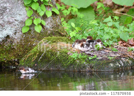 Common Merganser chicks resting on the shore of a pond in a park in Hokkaido Common Merganser chicks resting on the shore of a pond in a park in Hokkaido 117870938