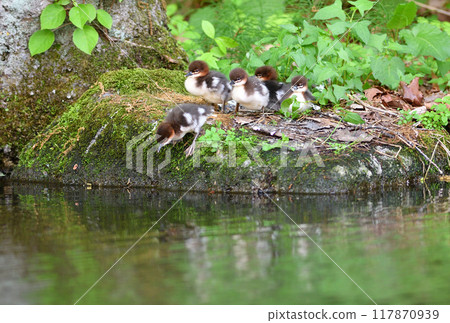 Common Merganser chicks resting on the shore of a pond in a park in Hokkaido 117870939