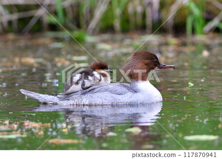 A common merganser swimming in a pond with a chick on its back in a park in Hokkaido 117870941