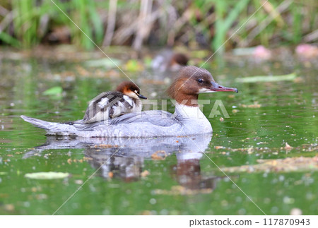 A common merganser swimming in a pond with a chick on its back in a park in Hokkaido 117870943