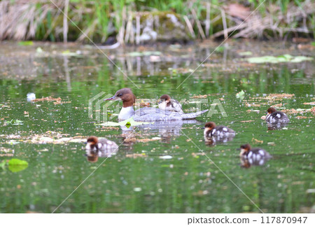 A common merganser swimming in a pond with a chick on its back in a park in Hokkaido A common merganser swimming in a pond with a chick on its back in a park in Hokkaido 117870947