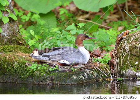 Common mergansers raising chicks in a pond in a park in Hokkaido Common mergansers raising chicks in a pond in a park in Hokkaido 117870956
