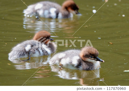 A common merganser chick swimming in a pond in a park in Hokkaido A common merganser chick swimming in a pond in a park in Hokkaido 117870960