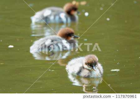A common merganser chick swimming in a pond in a park in Hokkaido A common merganser chick swimming in a pond in a park in Hokkaido 117870961