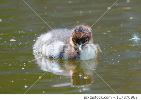 A common merganser chick swimming in a pond in a park in Hokkaido 117870962