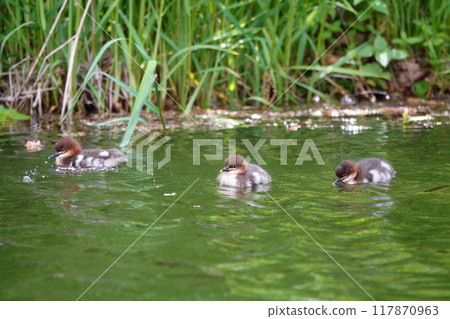 一隻秋沙鴨雛鳥在北海道公園的池塘裡游泳 一隻秋沙鴨雛鳥在北海道公園的池塘裡游泳 117870963