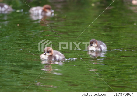 A common merganser chick swimming in a pond in a park in Hokkaido A common merganser chick swimming in a pond in a park in Hokkaido 117870964