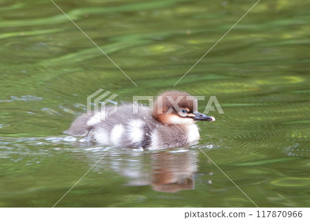A common merganser chick swimming in a pond in a park in Hokkaido A common merganser chick swimming in a pond in a park in Hokkaido 117870966