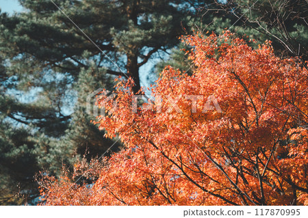 日本 美麗 楓葉 旅遊 背景 楓樹 Maple leaf メープルリーフ 紅葉 モミジ もみじ 日本 美麗 楓葉 旅遊 背景 楓樹 Maple leaf メープルリーフ 紅葉 モミジ もみじ 117870995