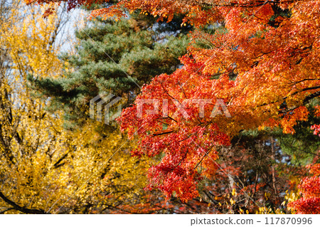 日本 美麗 楓葉 旅遊 背景 楓樹 Maple leaf メープルリーフ 紅葉 モミジ もみじ 日本 美麗 楓葉 旅遊 背景 楓樹 Maple leaf メープルリーフ 紅葉 モミジ もみじ 117870996
