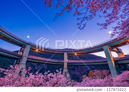 [Shizuoka Prefecture] Kawazu cherry blossoms bloom, Kawazu Nanataki Loop Bridge illuminated 117871022