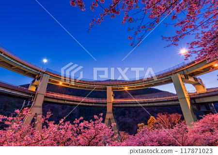 [Shizuoka Prefecture] Kawazu cherry blossoms bloom, Kawazu Nanataki Loop Bridge illuminated 117871023
