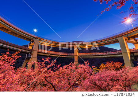 [Shizuoka Prefecture] Kawazu cherry blossoms bloom, Kawazu Nanataki Loop Bridge illuminated 117871024