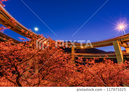 [Shizuoka Prefecture] Kawazu cherry blossoms bloom, Kawazu Nanataki Loop Bridge illuminated 117871025