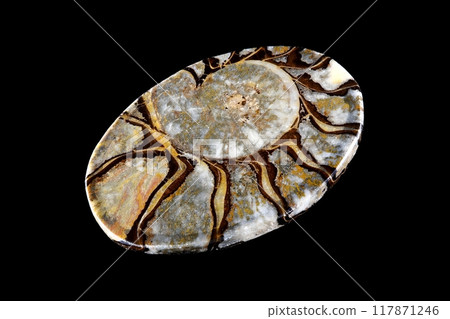 ammonite sea history 117871246