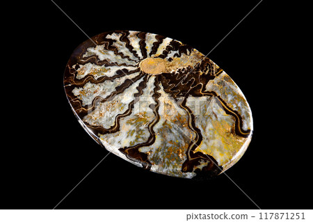 菊石海的歷史 117871251