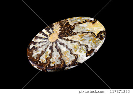 ammonite sea history ammonite sea history 117871253
