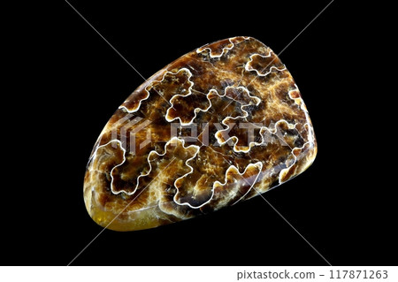 菊石海的歷史 117871263