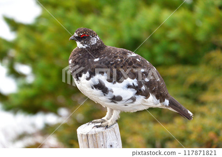 春松雞雄性野生立山 117871821