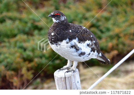 春松雞雄性野生立山 117871822