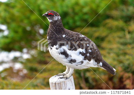 Spring Ptarmigan Male Wild Mt. Tateyama Spring Ptarmigan Male Wild Mt. Tateyama 117871841