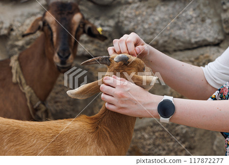 Tender Care of Farm Animals in a Rustic Russian Farmyard During Springtime 117872277