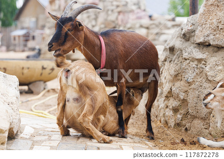 Goats Grazing and Interacting Playfully on a Rustic Farm in Rural Russia Under a Clear Sky 117872278