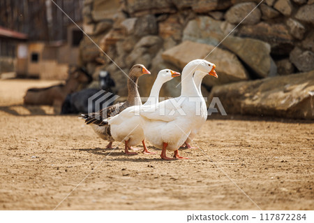 Vibrant Farm Life With Graceful Birds Grazing Under the Sun In A Rustic Russian Countryside Setting Vibrant Farm Life With Graceful Birds Grazing Under the Sun In A Rustic Russian Countryside Setting 117872284