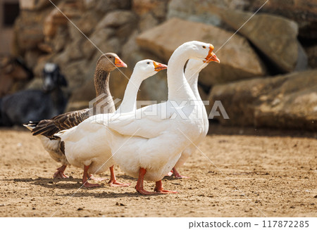 Farm Birds Gather by Rustic Stones in a Serene Russian Countryside Setting Farm Birds Gather by Rustic Stones in a Serene Russian Countryside Setting 117872285