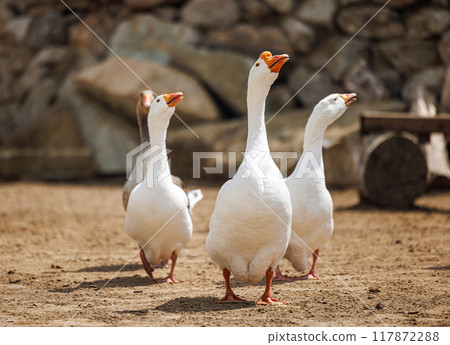 Graceful Geese Marching Through Rural Russia on a Sunny Day Graceful Geese Marching Through Rural Russia on a Sunny Day 117872288