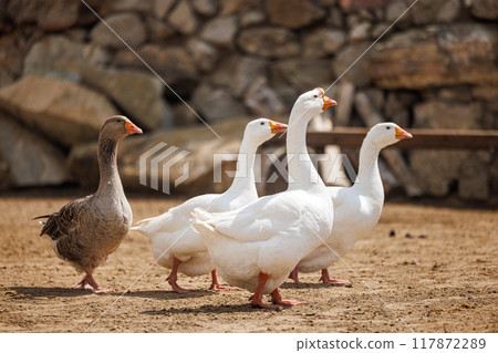 Tranquil Morning on a Russian Farm With Geese Walking Gracefully Across Sunlit Earth Tranquil Morning on a Russian Farm With Geese Walking Gracefully Across Sunlit Earth 117872289