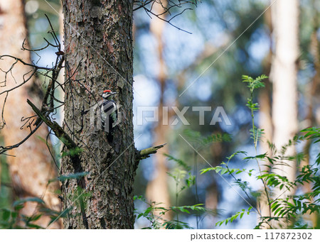 A Woodpecker's Perch in the Midst of Summer 117872302