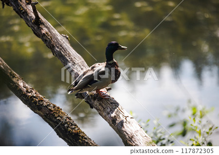 A Mallard's Resting Spot by the Water 117872305