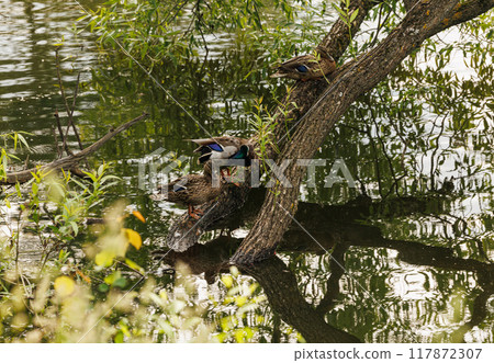 Ducks Perched on a Branch Over Still Water 117872307