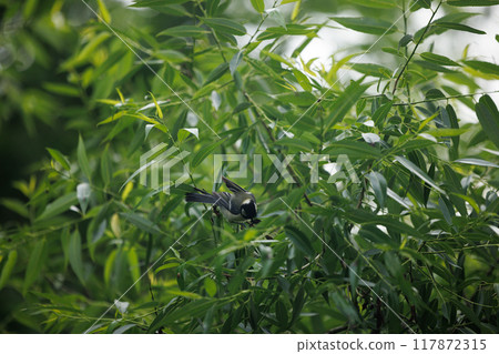 A Tiny Songbird Hiding in the Willow Tree A Tiny Songbird Hiding in the Willow Tree 117872315