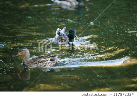 Ducks Glide Through the Serene Pond 117872324