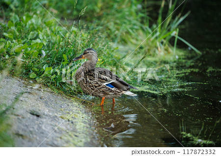 A Duck's Moment of Calm by the Pond A Duck's Moment of Calm by the Pond 117872332