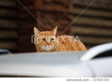 A Curious Glance 117872333