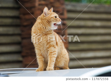 Ginger Cat's Vigilant Watch Ginger Cat's Vigilant Watch 117872338