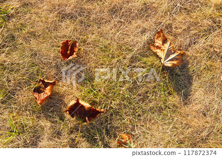 Golden autumn leaves scattered on dry grass in a tranquil park under the crisp, blue sky of fall 117872374