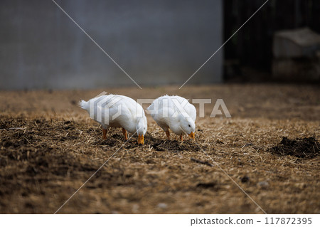 Two White Ducks Foraging on a Rustic Russian Farm at Dawn Amidst Straw and Earth Two White Ducks Foraging on a Rustic Russian Farm at Dawn Amidst Straw and Earth 117872395